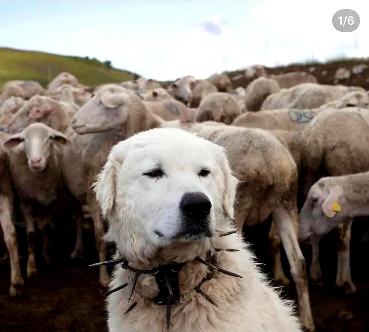 防狼项圈,适用于牧羊犬.