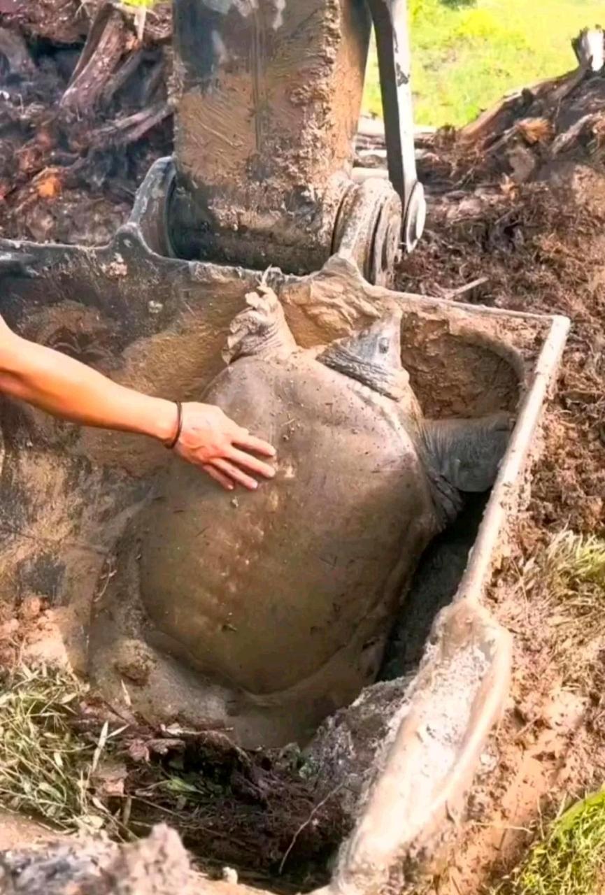 谁知道怎么判断王八的年龄.[悠闲]