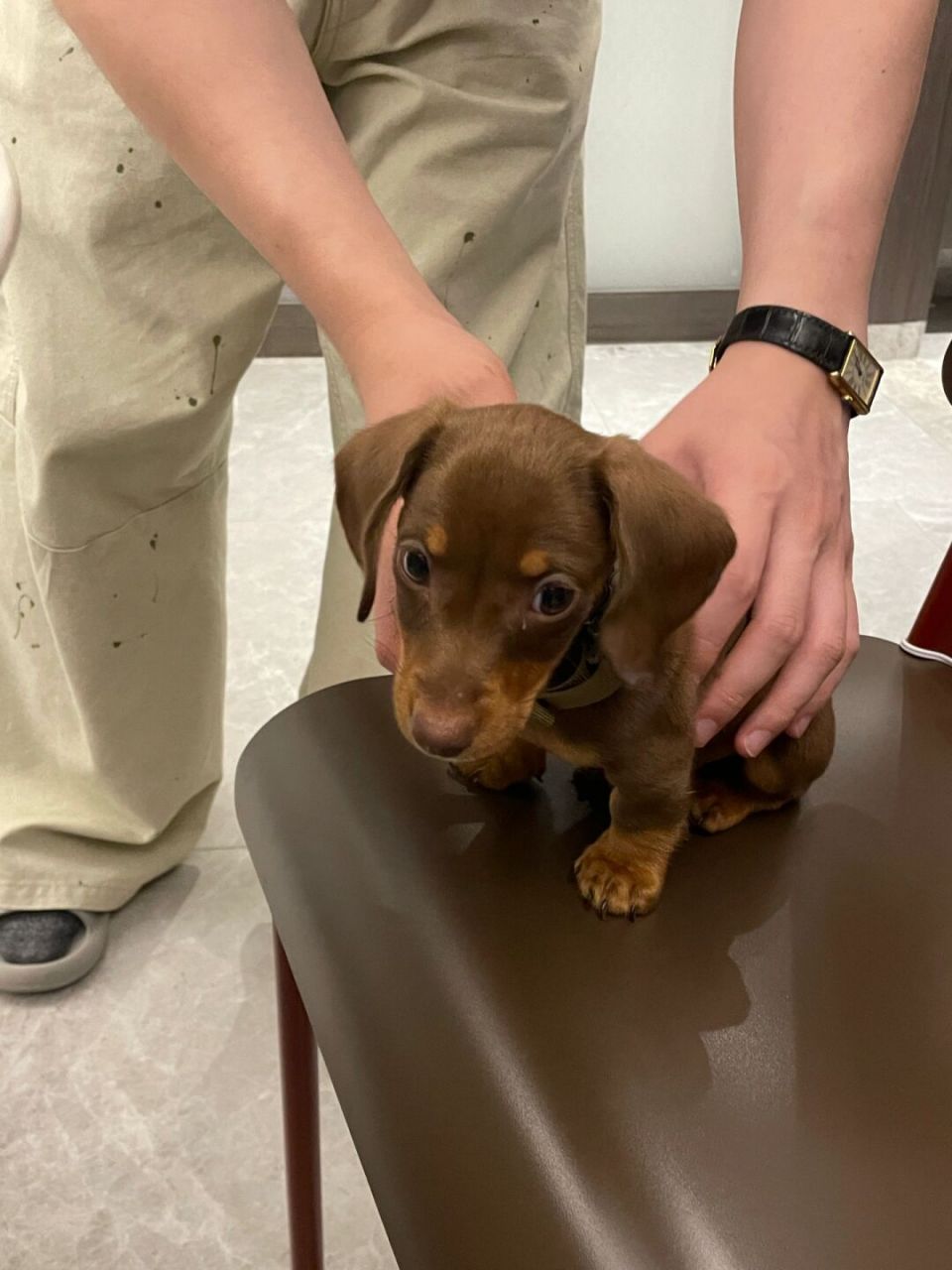 从奶宝到崛起:三个月的成长与蜕变  我的迷你短毛腊肠犬在三个月前