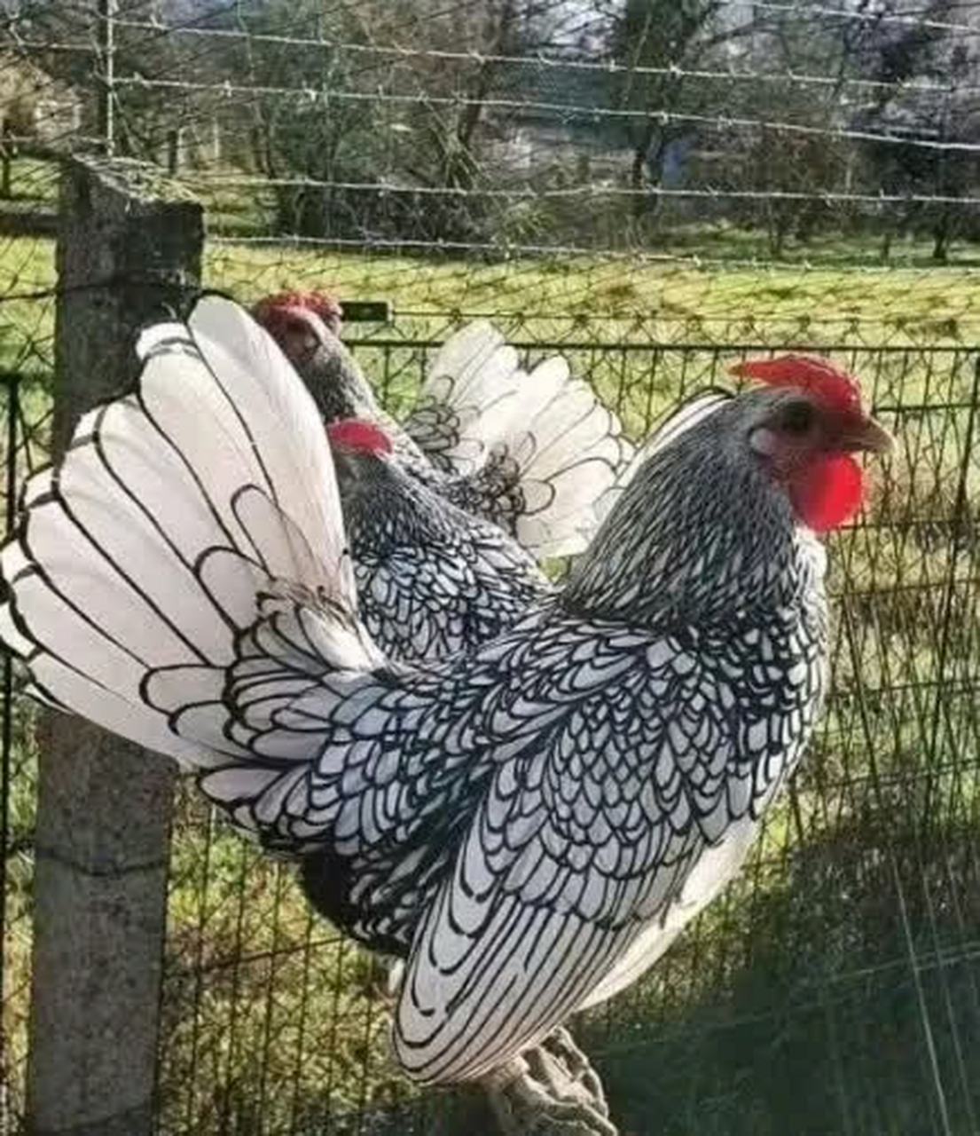 这只鸡是什么品种? 图案与图片相同#趣图