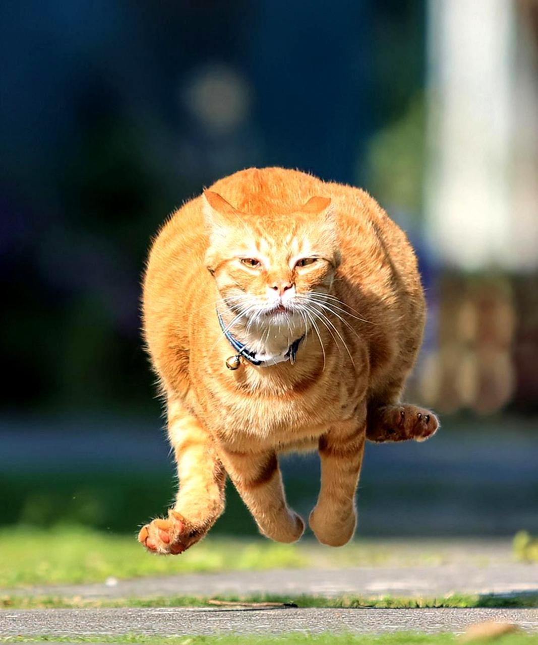 橘猫跑来吃放饭的画面让人感觉仿佛要飞起来一样!