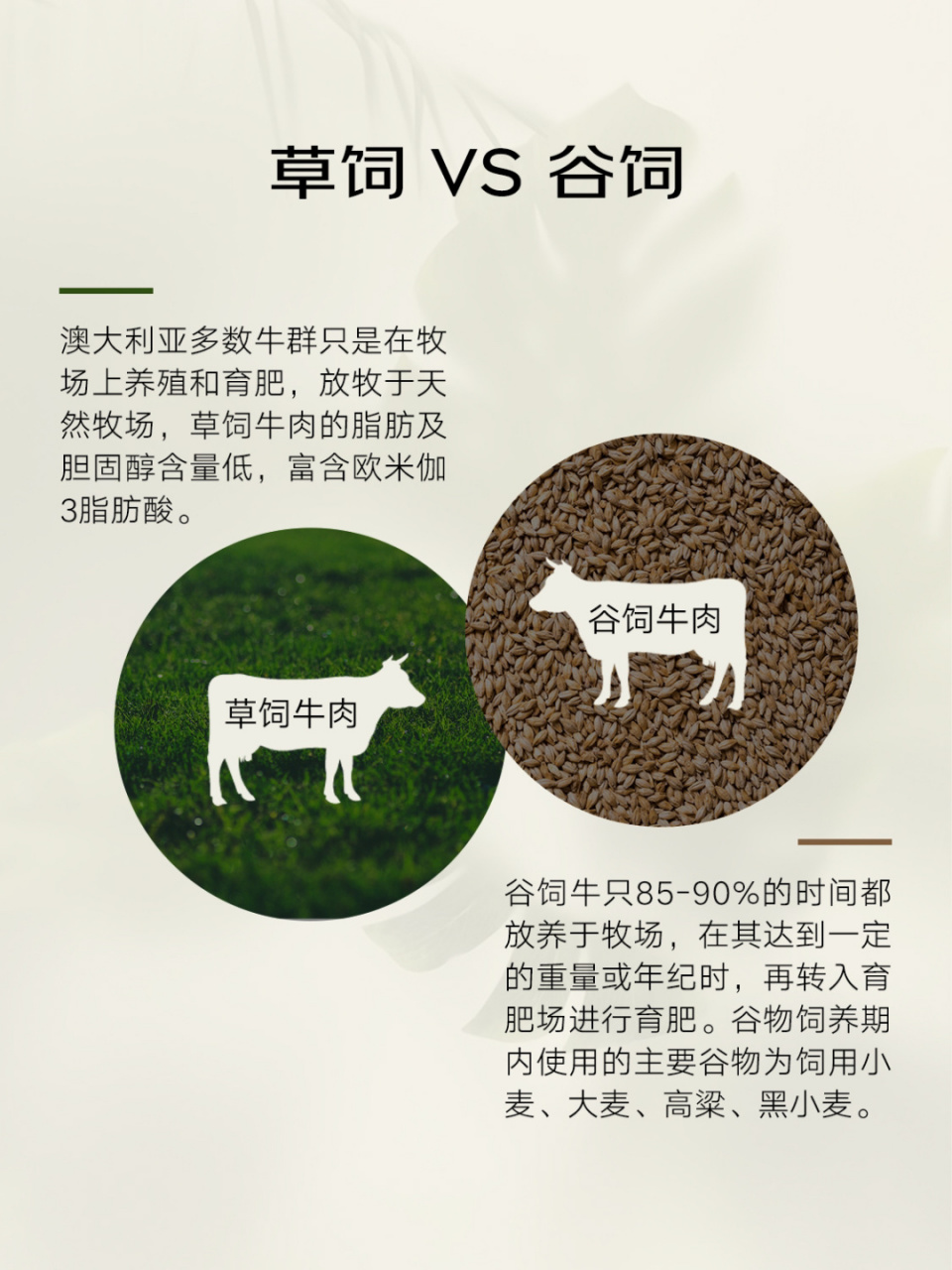 澳洲牛肉科普系列【草饲vs谷饲】