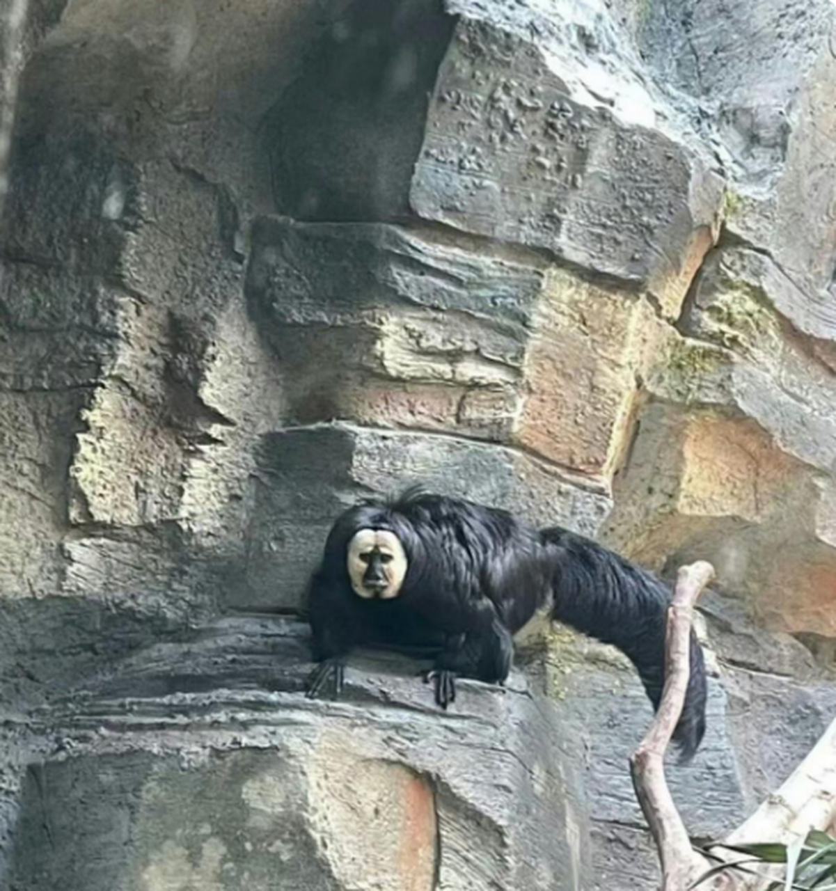 确实白面僧猴的外形有点可怕!