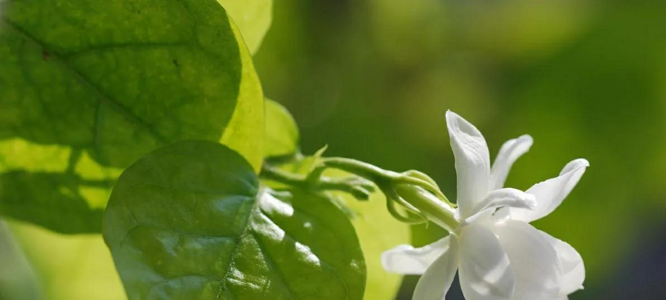 茉莉花的特点(茉莉花的特点和外形颜色)