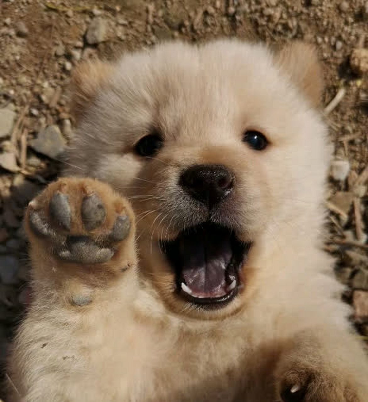 中华田园犬为什么爱撒娇?#搞笑趣图