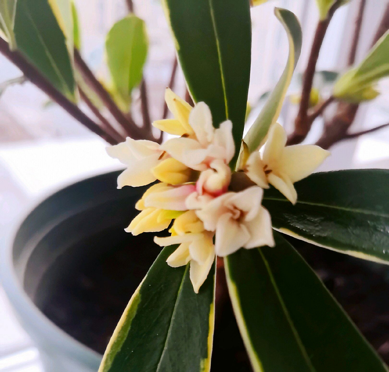 怎样养殖好盆栽金边瑞香花?  你可曾听说过这种神奇的植物?