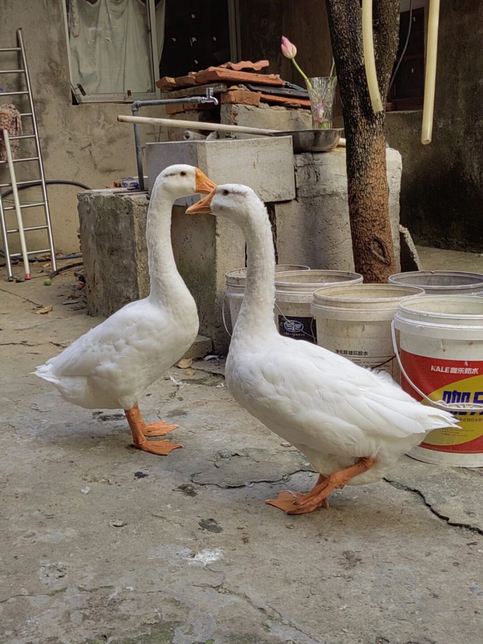 一百零三天的沙雕大鹅  它的每一天都充满了惊喜和欢乐!