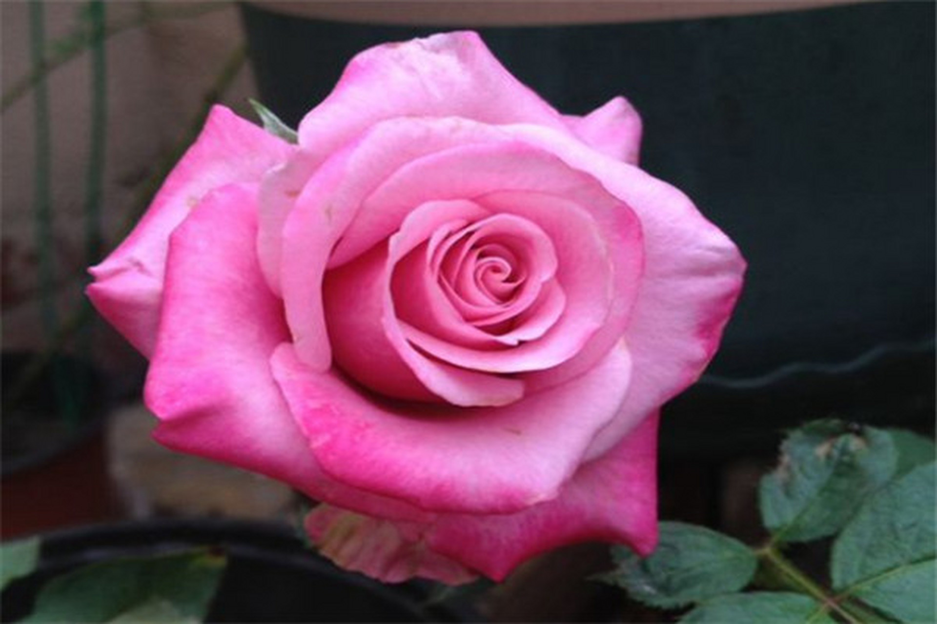 魅影月季,在初夏的时候比较鲜艳,可正处热夏的时候,这款花接受太阳光