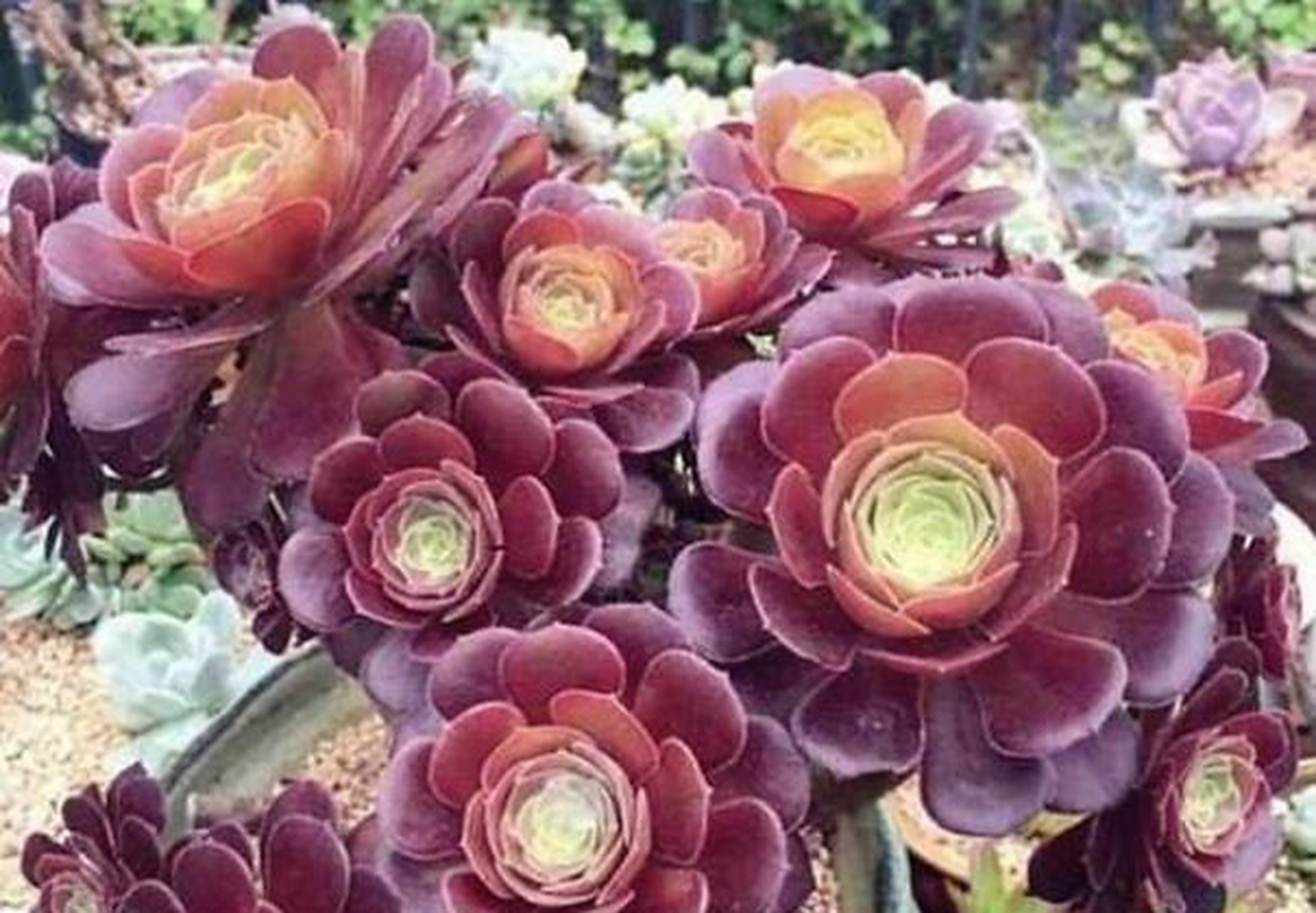 紫羊绒法师非常容易爆崽,养护好养成漂亮的小老桩.[色]