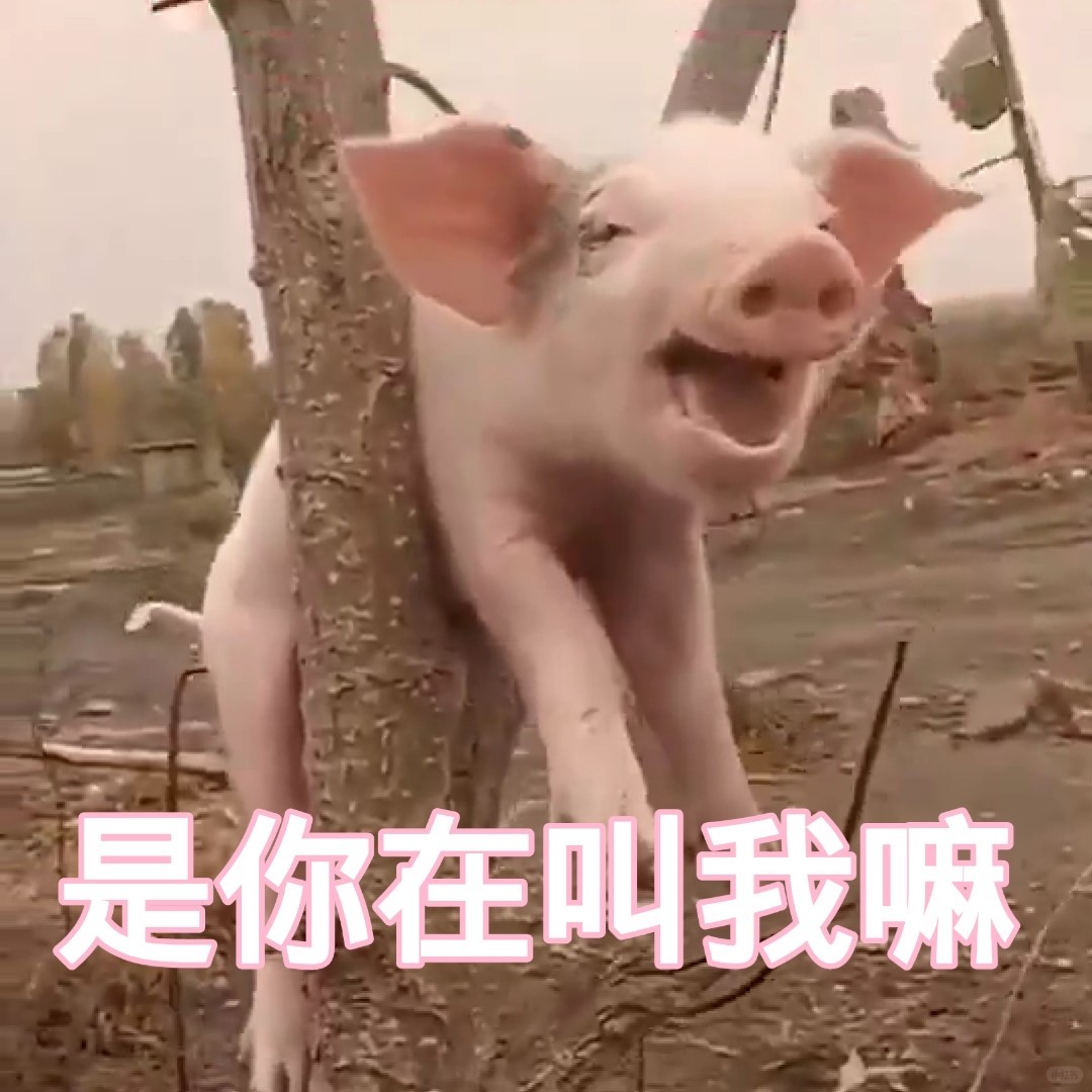 嘻嘻嘻,大家一起,猪年,猪事大吉 超可爱超搞笑宠物表情包