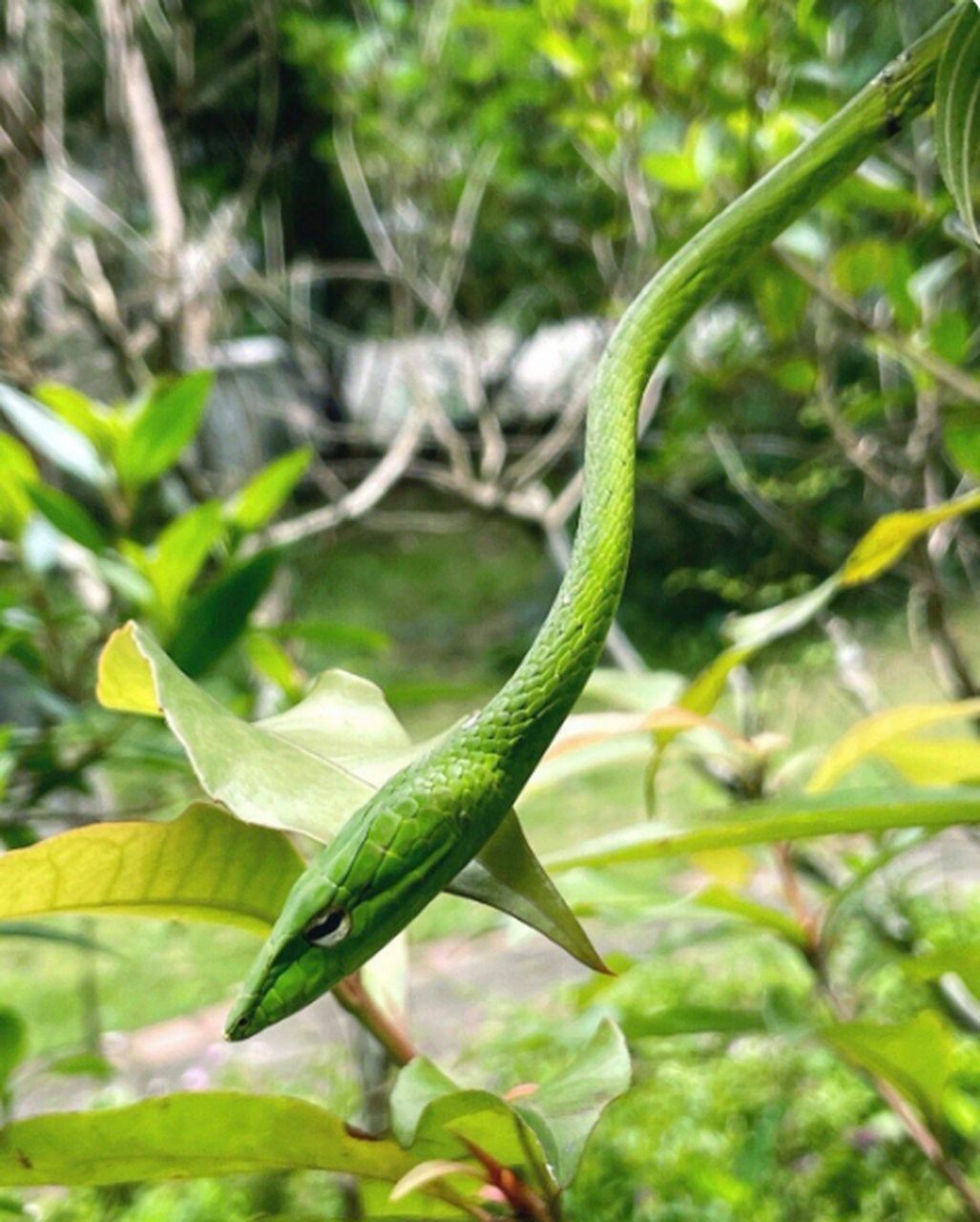 你们见过这种绿绿的活的绿瘦蛇吗?