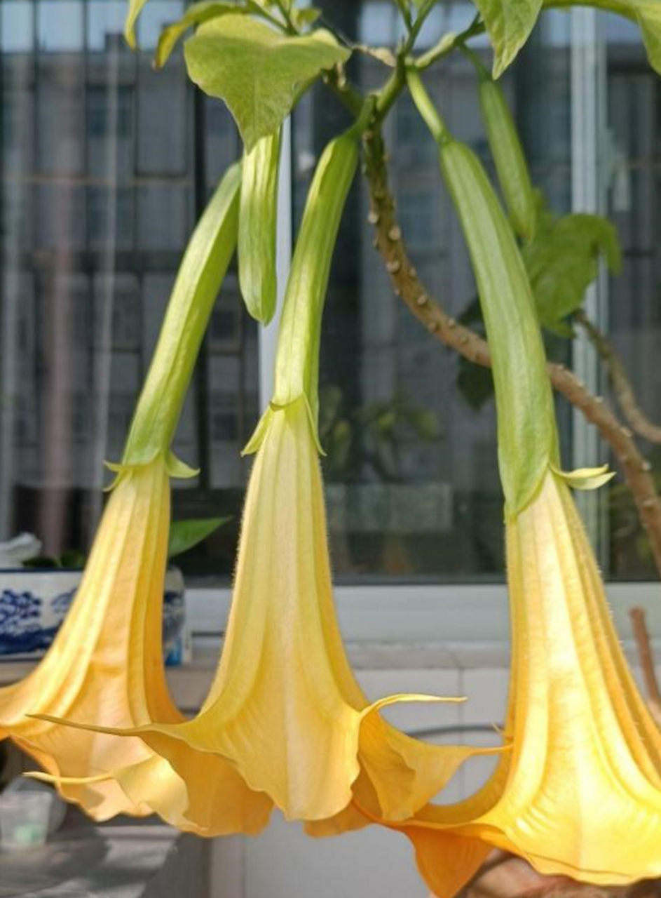 开花第5天,三只小喇叭!你们知道这是什么花吗?