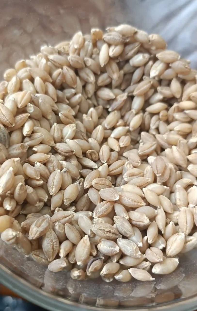 仔细看,这不是小麦,这是青稞![三哈]愿你们都能为将来而努力!