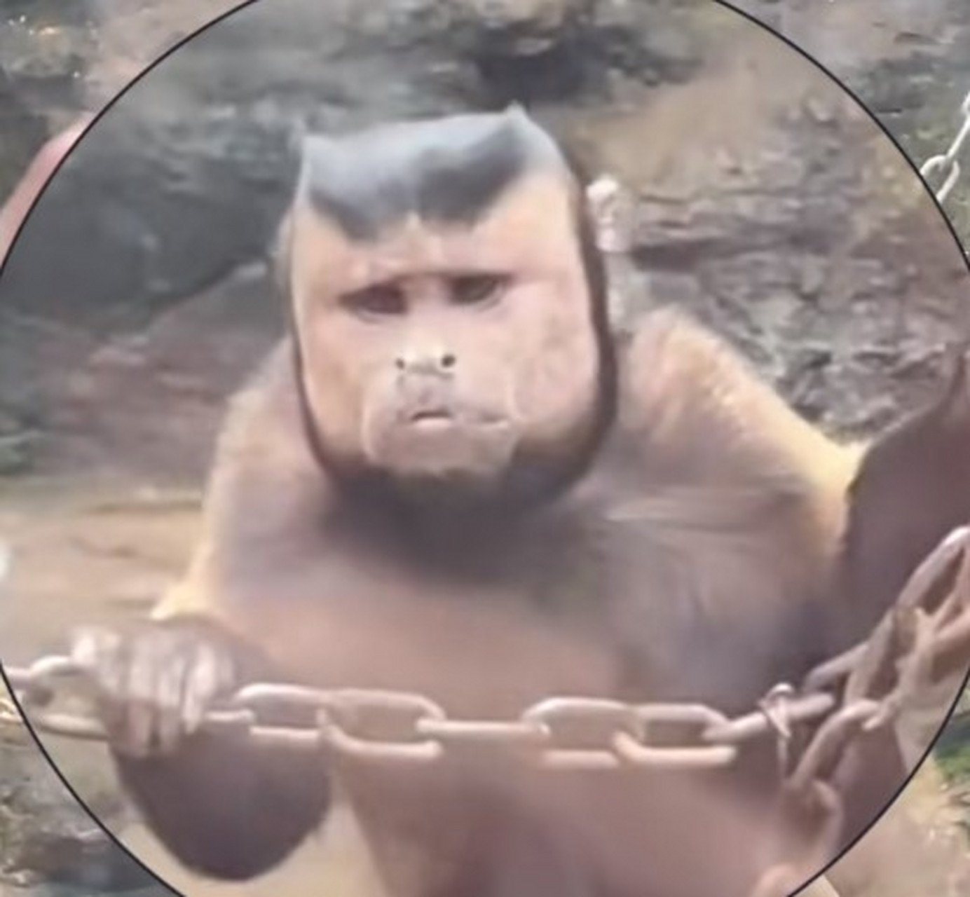近日在动物园发现一猴哥,国字脸络腮胡,很多人说长得好面熟.