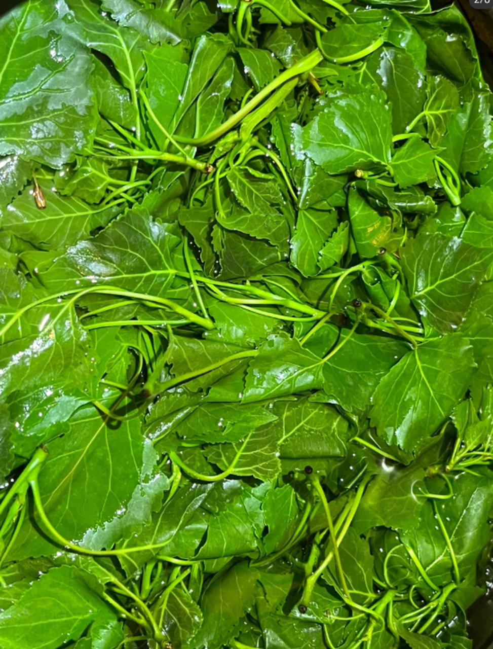 杨树叶可以吃你知道吗?我男朋友每年都吃这个