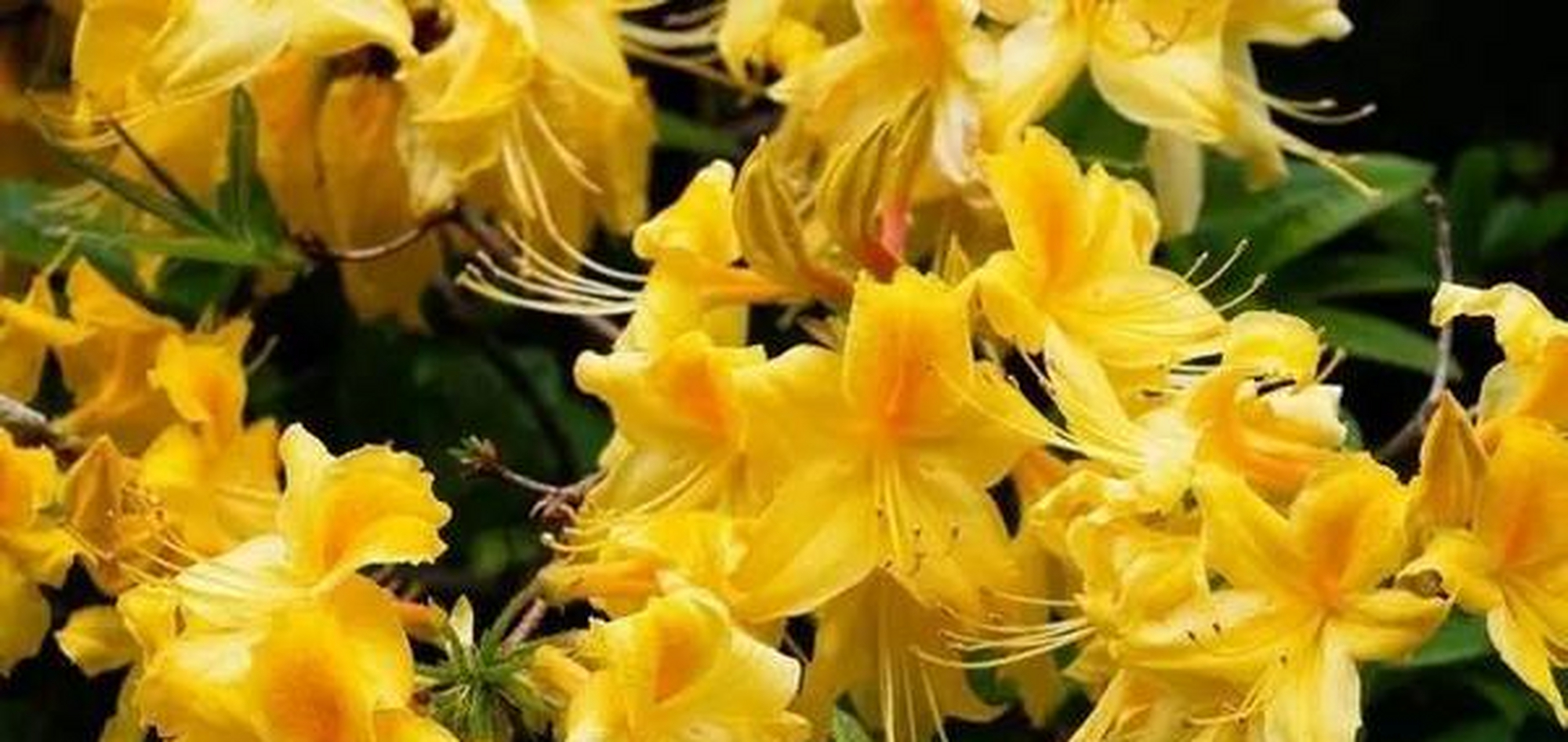 事实上,黄杜鹃花含有毒素成分,经常接触也会影响健康.