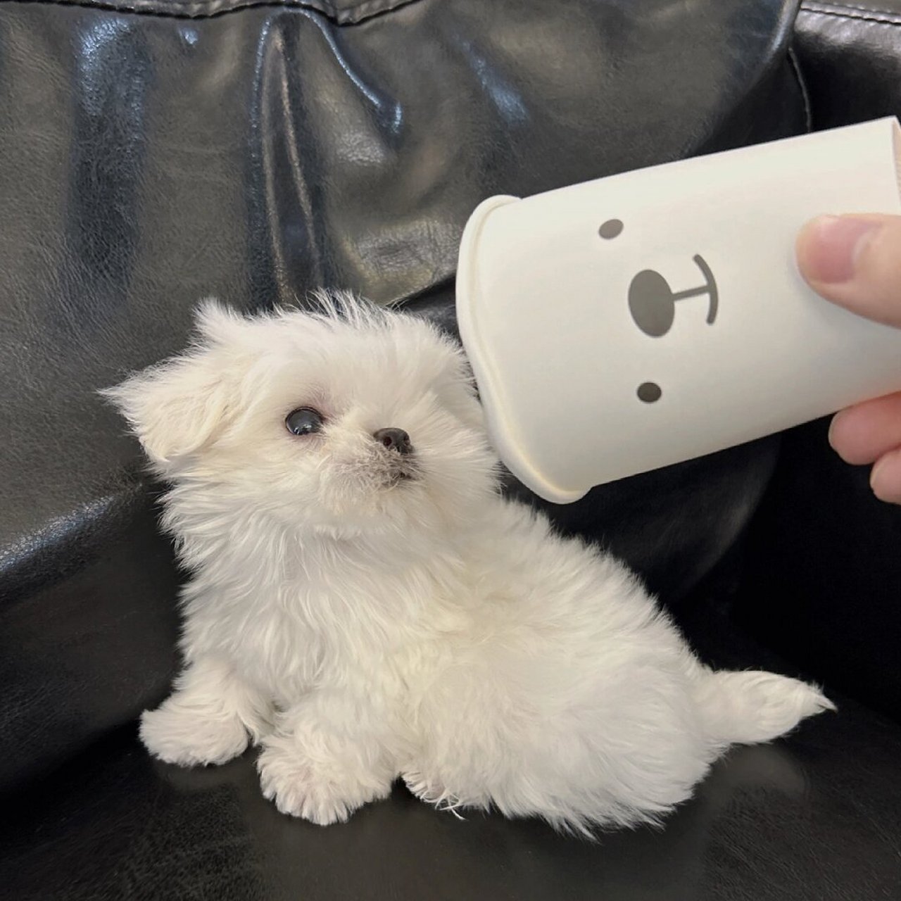 乖乖睡觉的小狗  一动不动地趴着,真的太听话了!