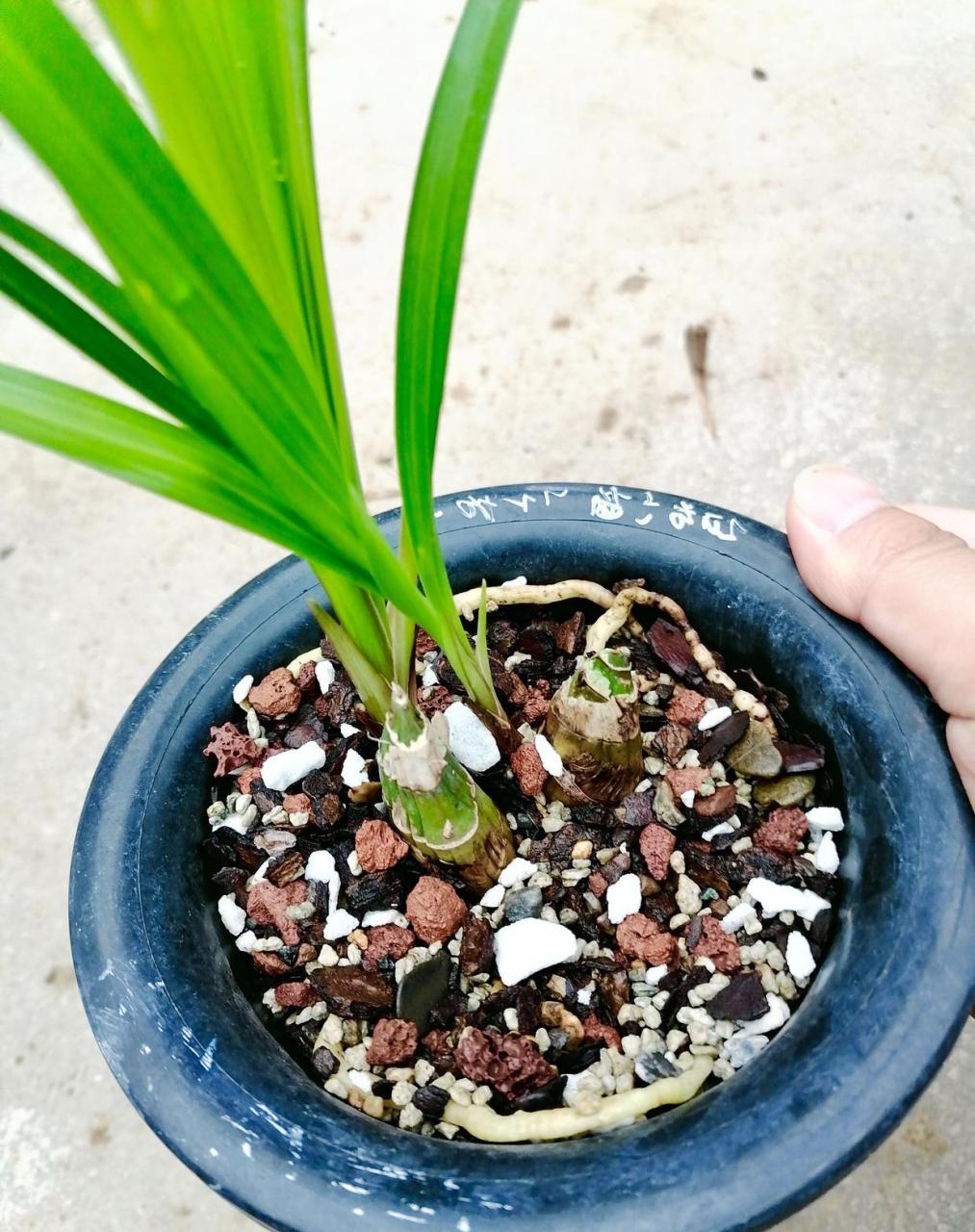 疫情快干死的兰花,2颗芦头被我捂出苗来 疫情封在办公室差点干死的