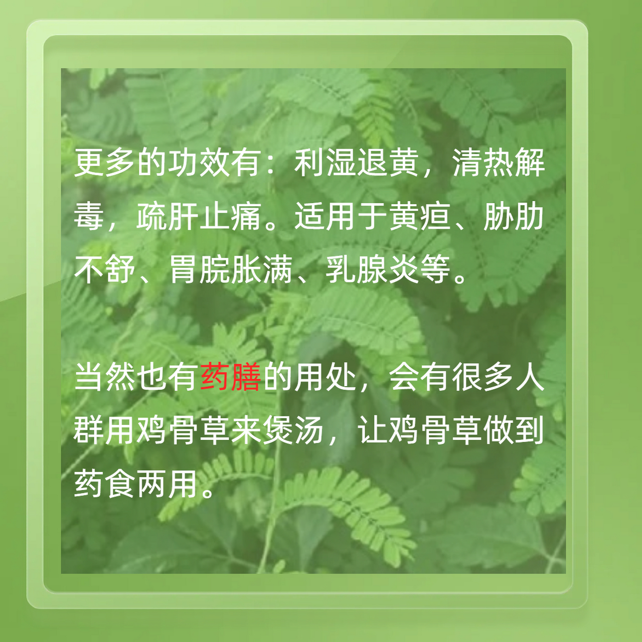 [微风]鸡骨草是一种野生草本植物,也是一种功效出色的中药材,人们把