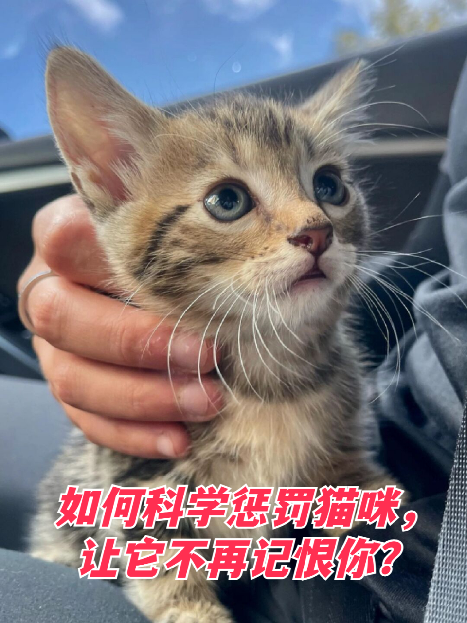 惩戒猫图片