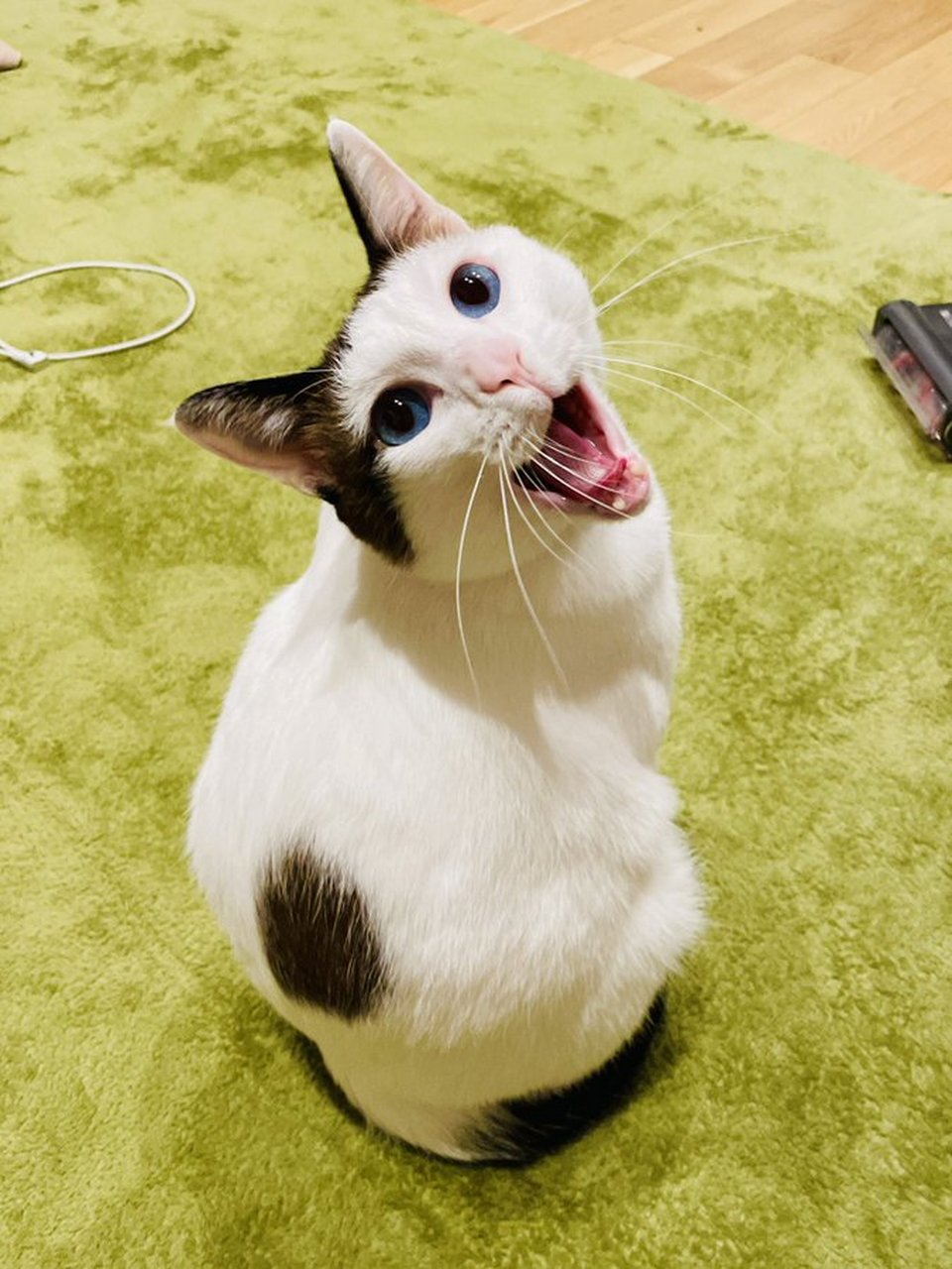 日本一名妈妈饲主日前在社群平台推特上分享一张照片,内容是家中猫猫