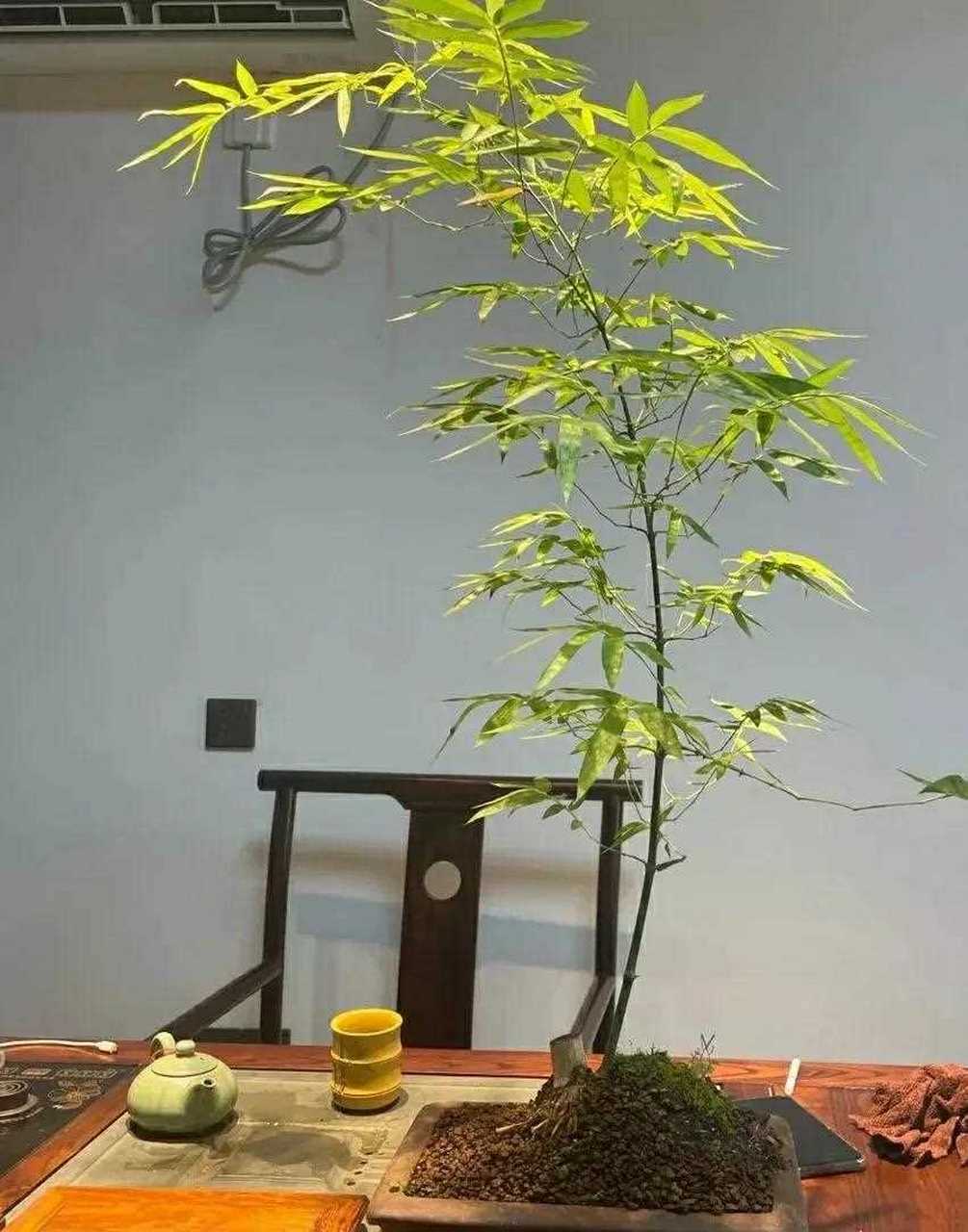 清風竹影 雅居案置竹盆景佳作欣賞 竹子除了帶給我們心曠神怡的作用