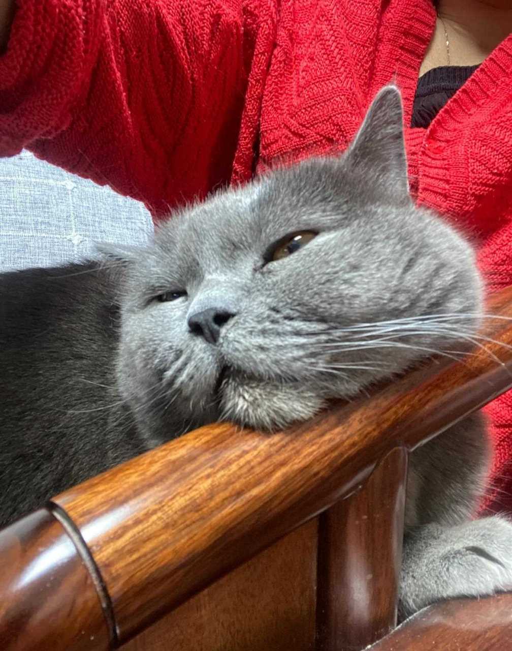 这个姿势帅吗[what][what][what] 萌宠坐在人肉沙发上,伸出脖子,下巴