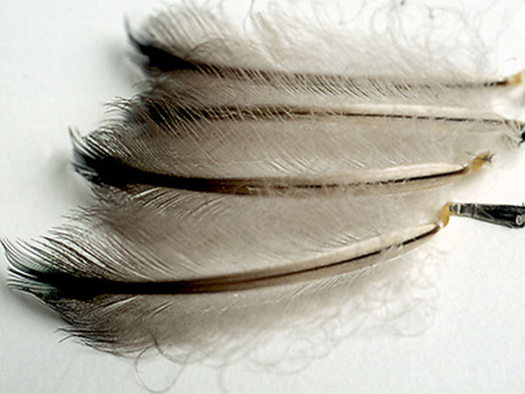 企鹅的羽毛绝对是鸟类世界最有意思的!