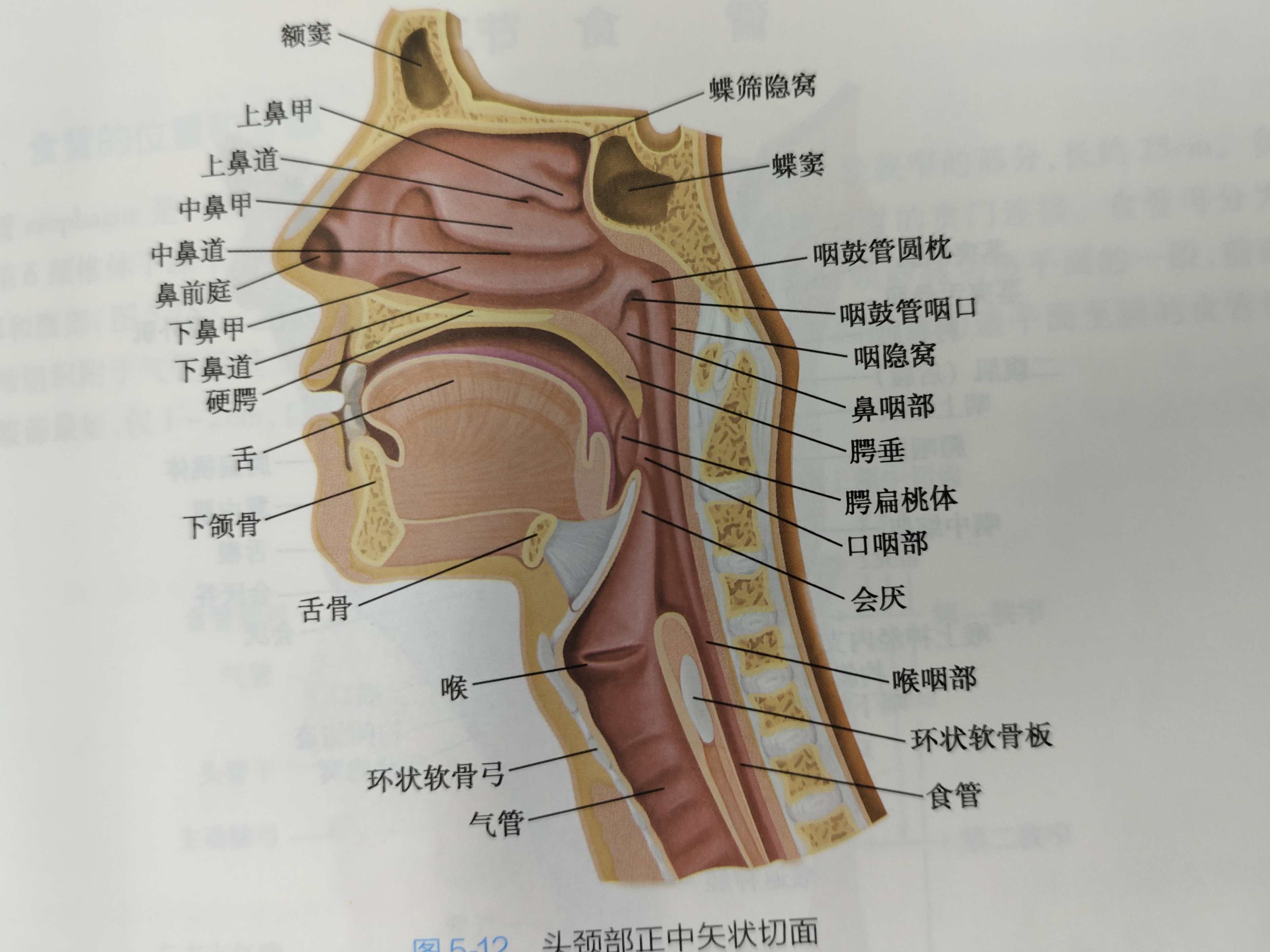 鼻窦解剖开口图片