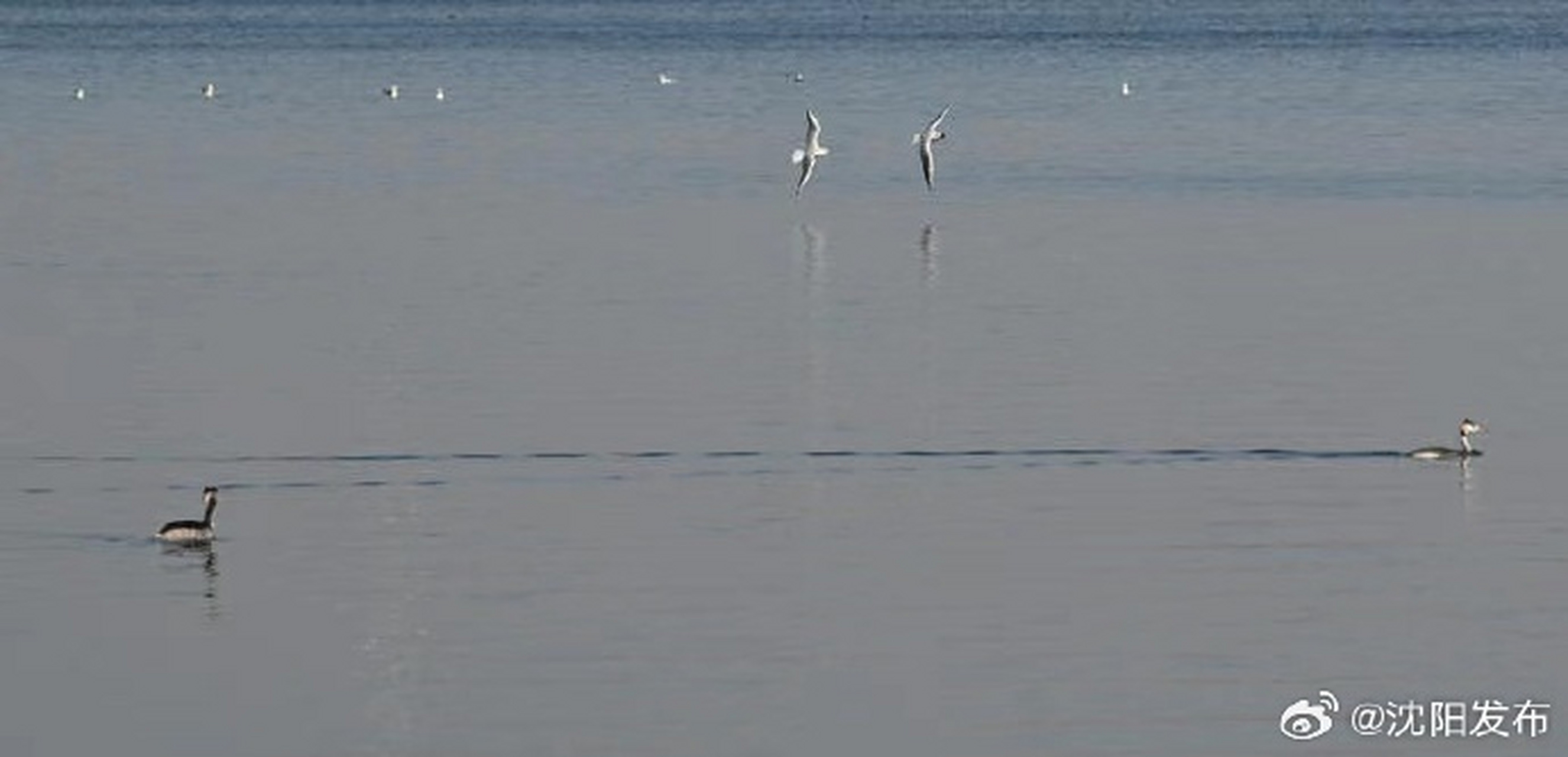 丁香湖海鸥图片