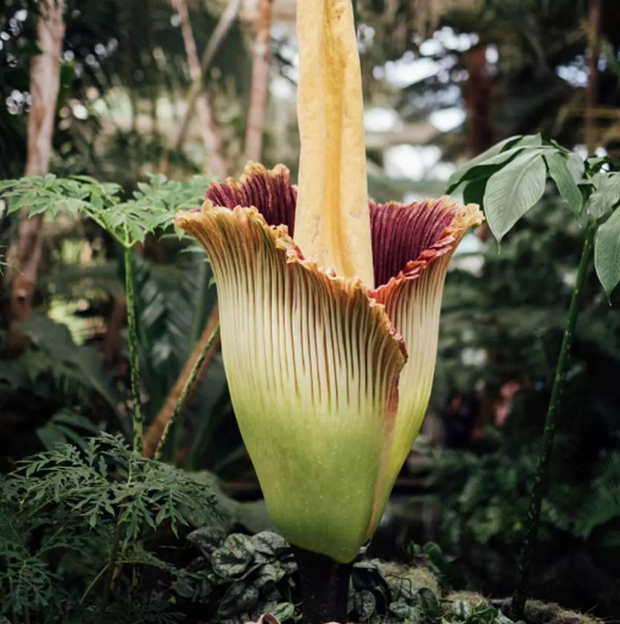 尸臭花,又名巨型海芋,泰坦白星海芋等,通过一种难闻的腐肉味道吸引