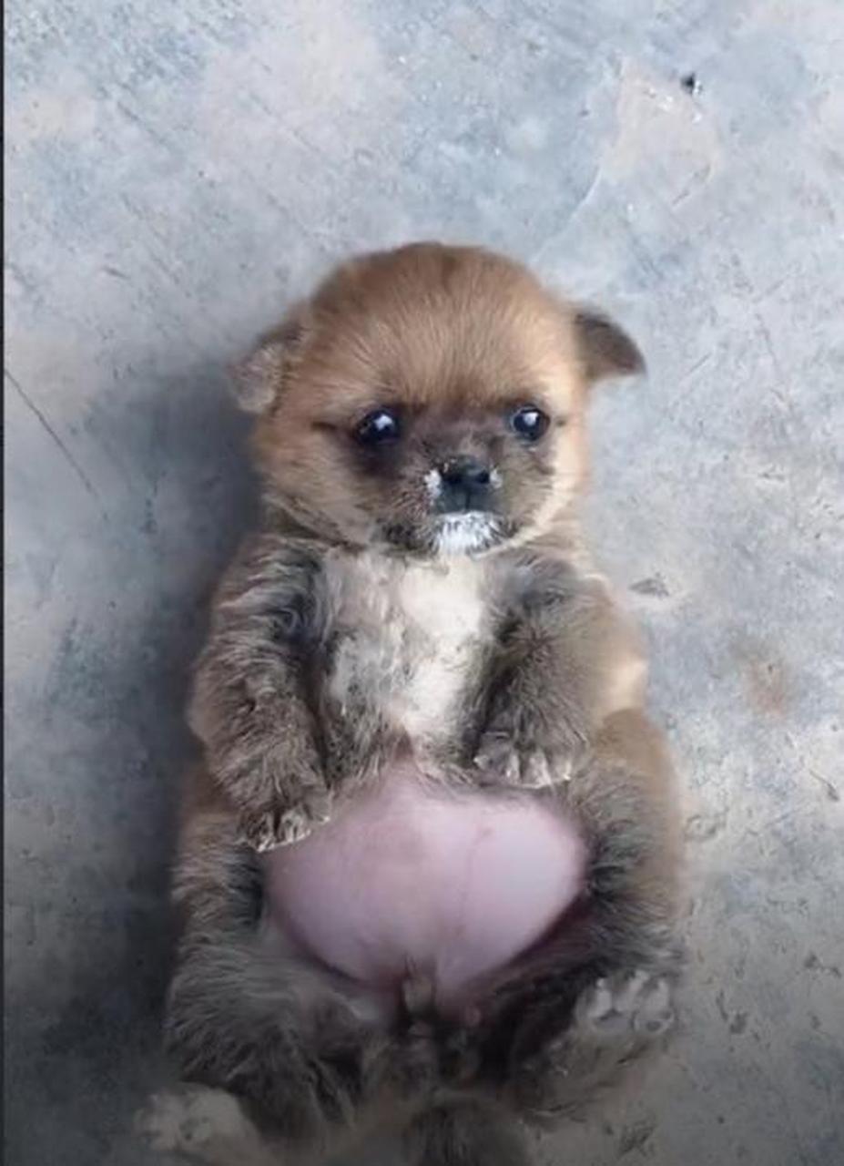 小奶狗吃到太胖,躺下起不来了#搞笑幽默