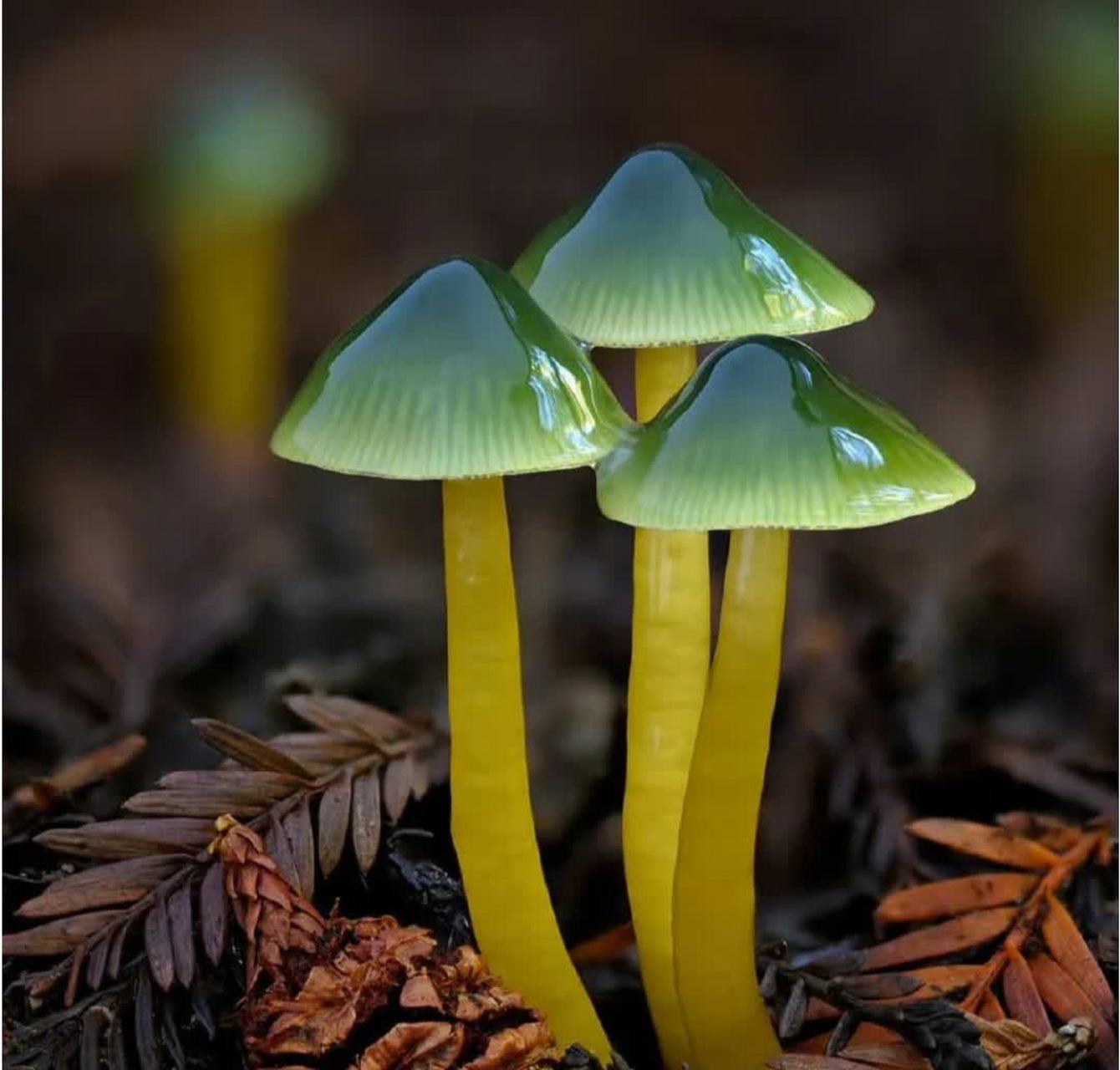 真的有这么漂亮的蘑菇吗?[大笑][大笑]#搞笑