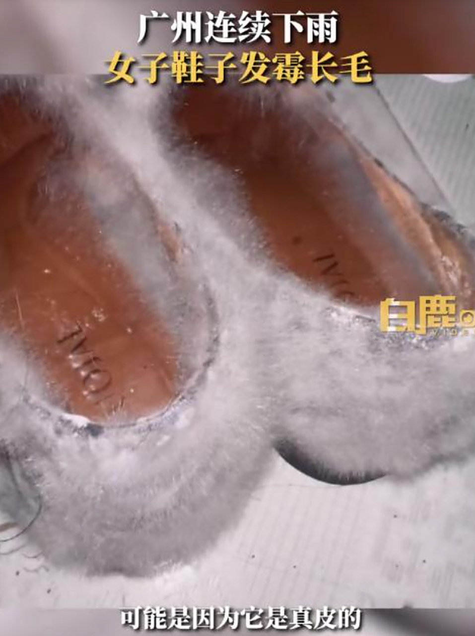 广州连续下雨女子鞋子发霉长毛