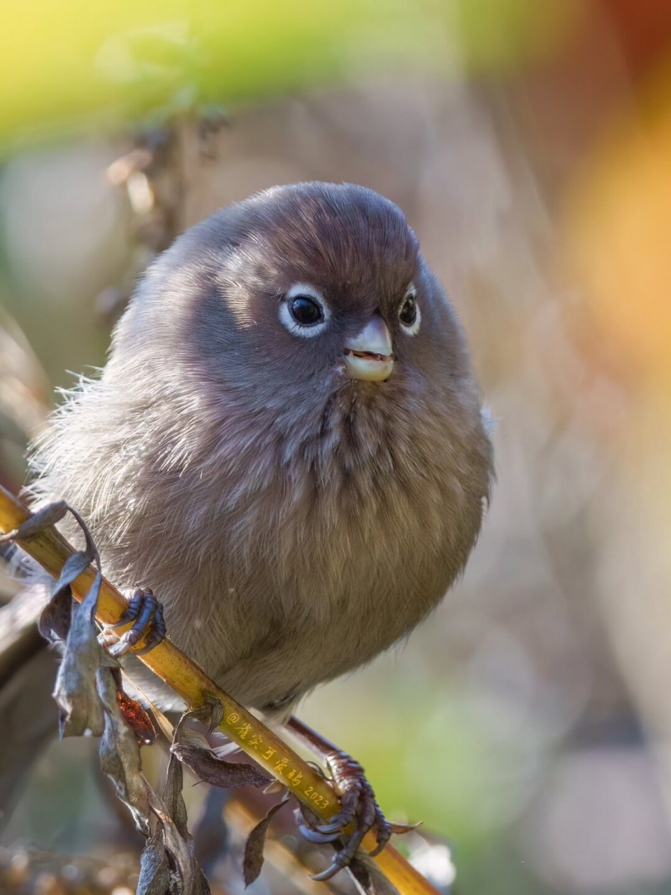 白眶鸦雀不仅是中国特有鸟类,还是国家二级重点保护野生鸟类.