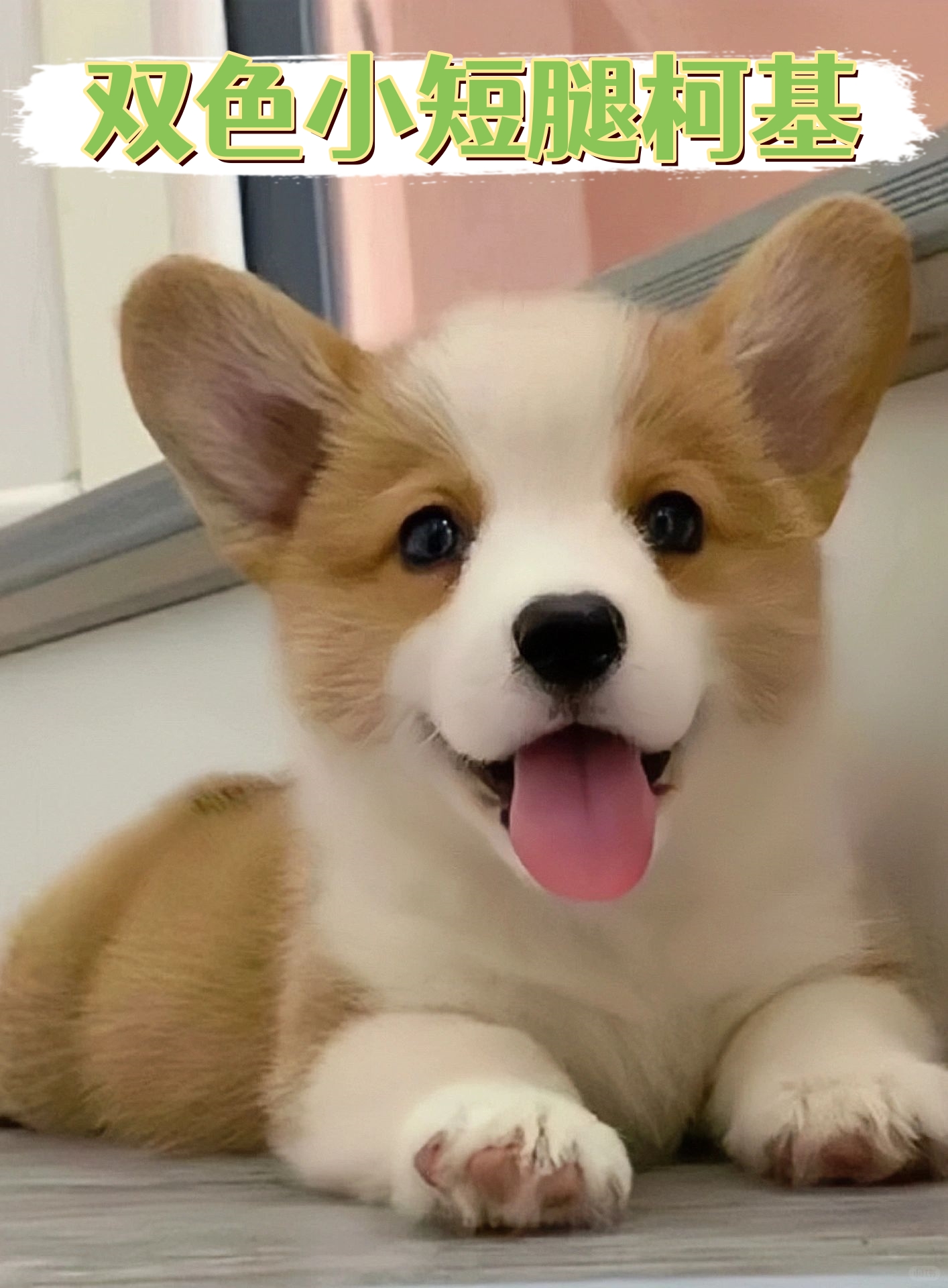 柯基宝宝外观软萌,小短腿超级受欢迎,搭上肥臀,非常