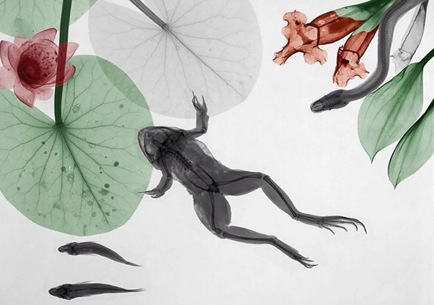 荷塘中的x光片,青蛙,蛇,荷叶,荷花共处一塘.