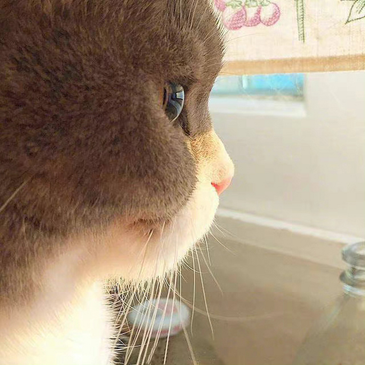 分享一波猫咪侧脸杀