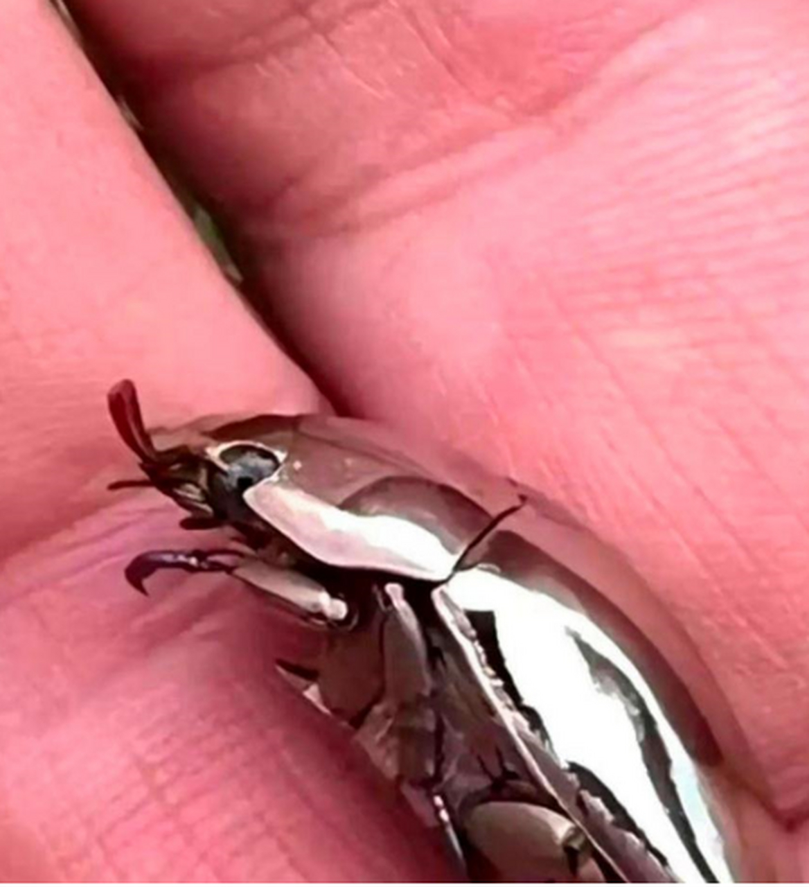 发现一只银色的虫子,大家看看值多少钱?