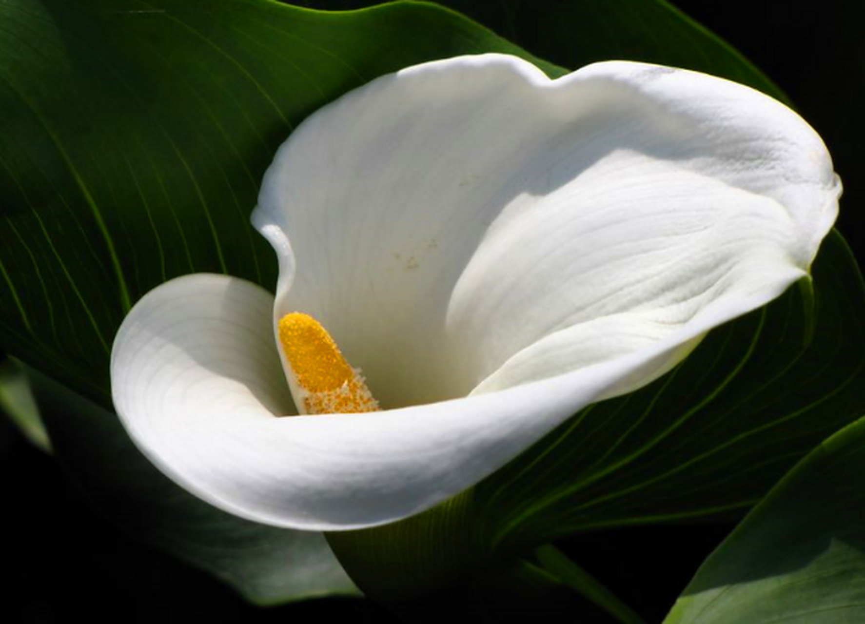 白星海芋,这种植物花朵巨大,而且会释放出一种难闻的腐肉味道.