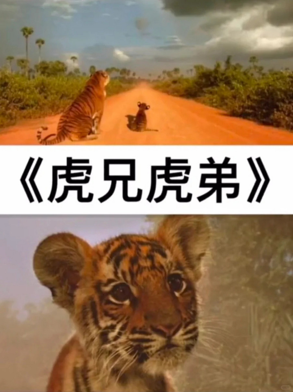 《泰山归来:险战丛林》 3.《角斗士》 5.《史前一万年》 6.