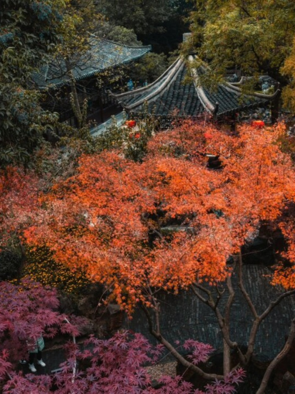 秋日园林计划|扬州个园 却道天凉好个秋  扬州的个园,秋意浓重,如一曲