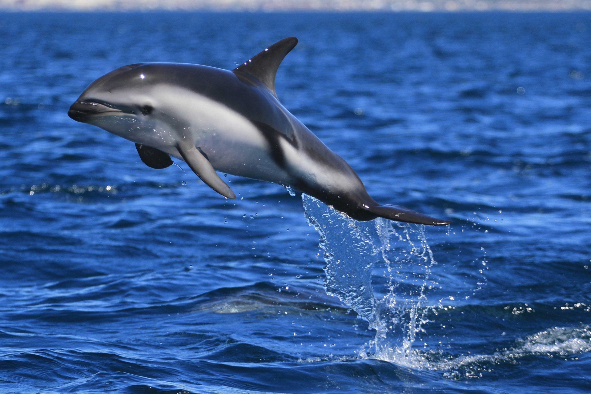 暗色斑纹海豚是一种中等体型的海豚,它的身上有黑色的条纹和斑点,尾巴