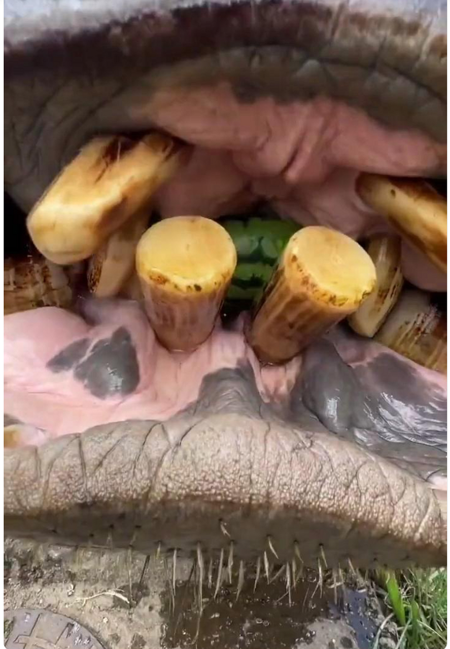 感觉河马的牙齿是白长了,一颗都没有用上.