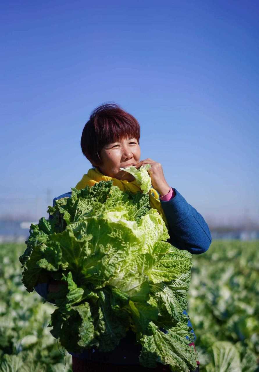 胶州大白菜是山东人引以骄傲的蔬菜,盛产于青岛市胶州市,是全国农产品