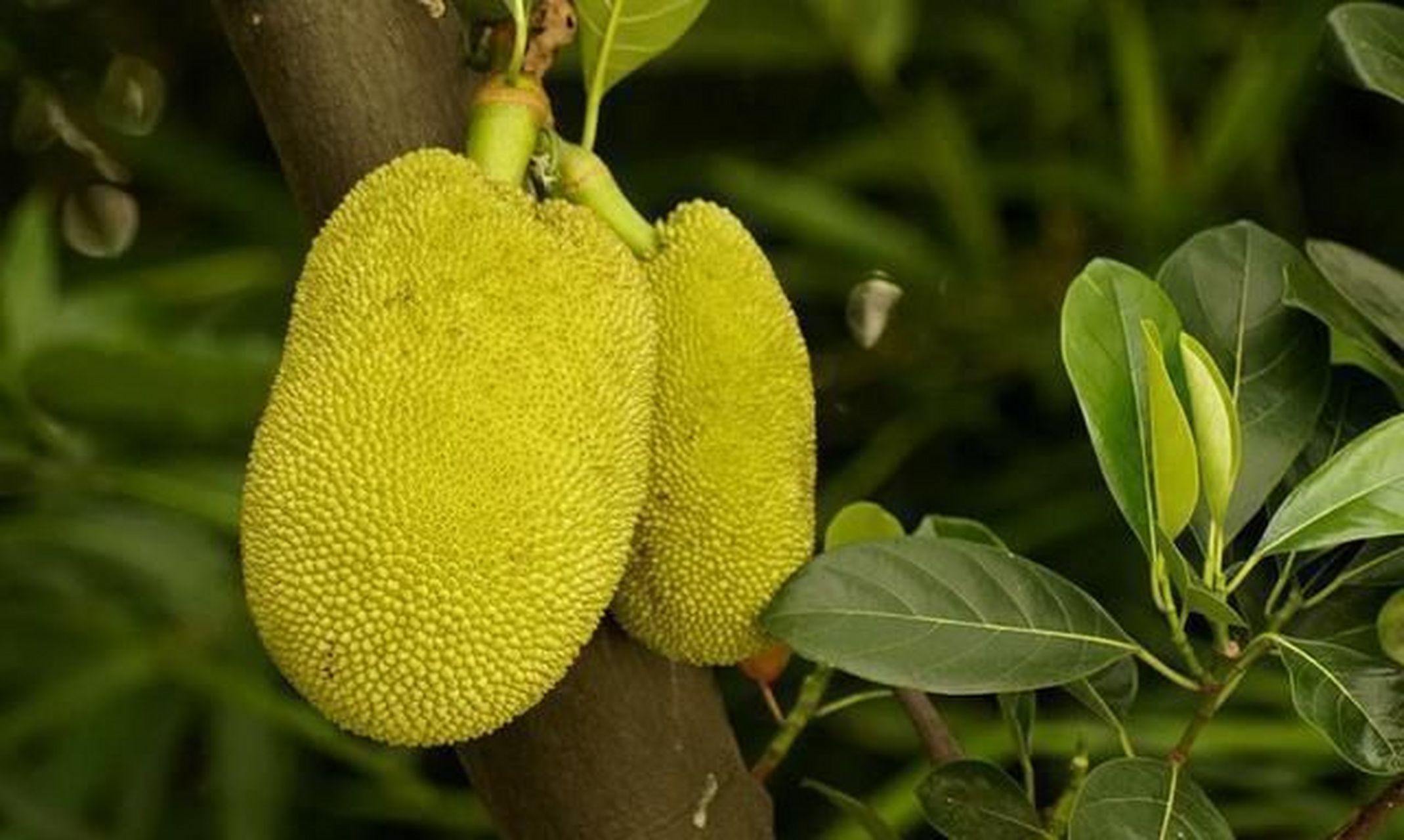 菠罗蜜的功效与作用 菠萝蜜(拉丁学名:artocarpus heterophyllus lam