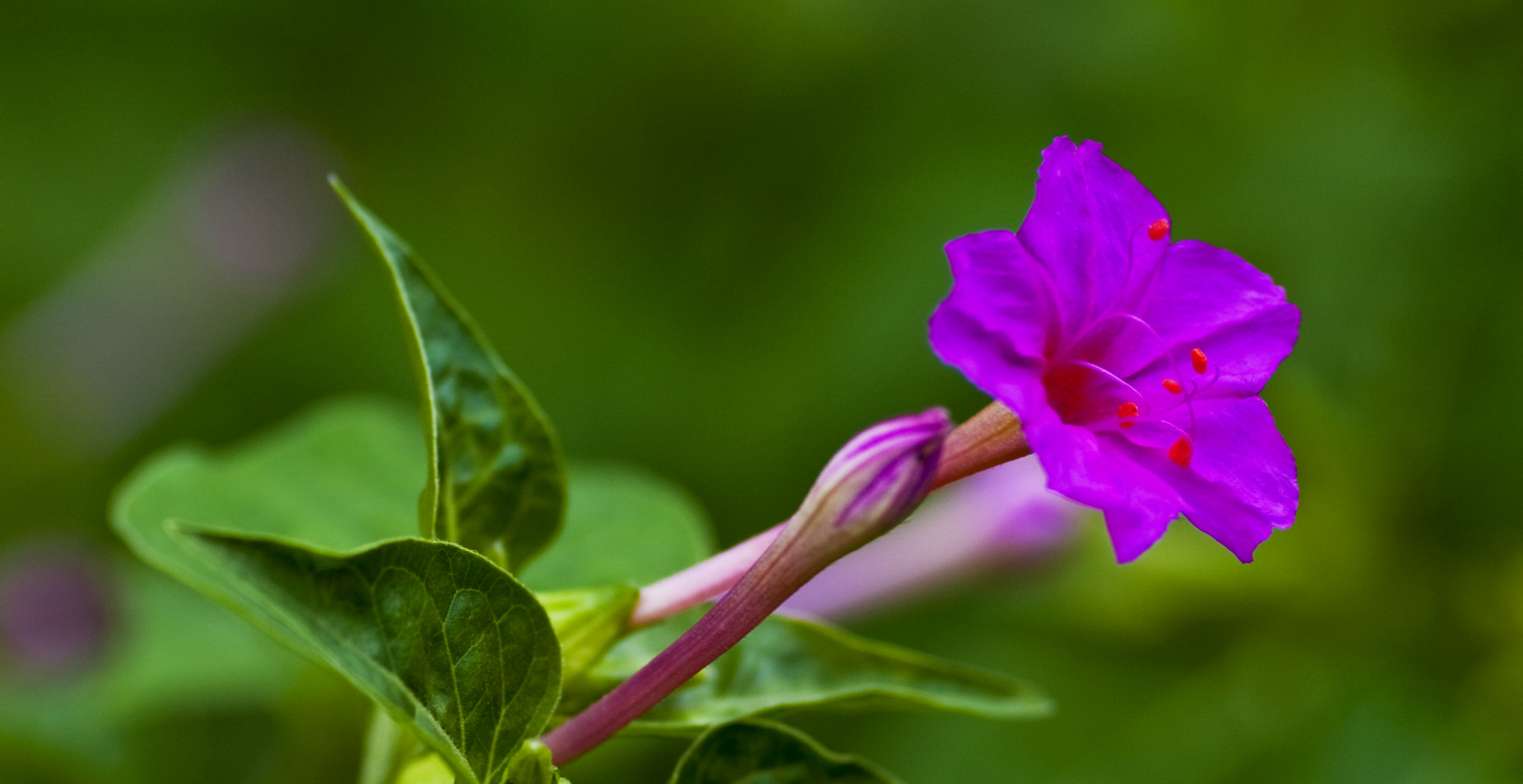 紫茉莉花图片大全大图图片