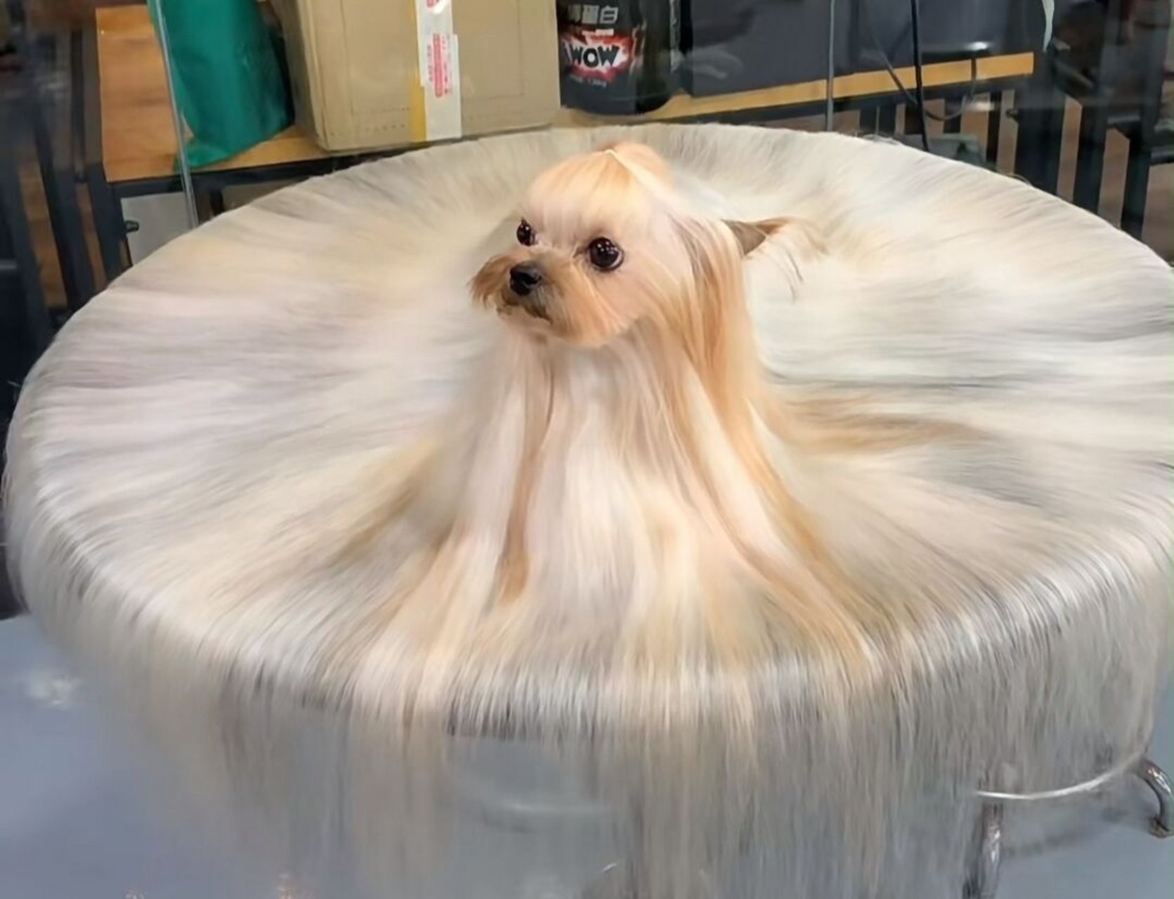 狗子的毛发真漂亮,看的我都羡慕了!