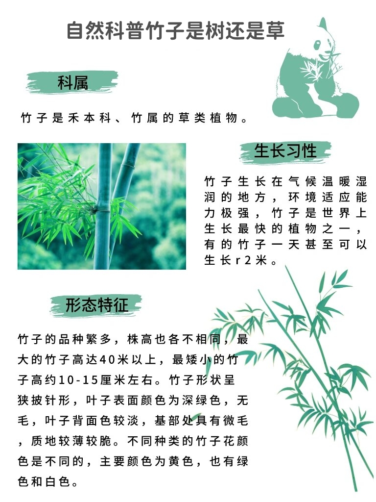 竹子是一种非常特别的植物,它既不是草也不是树哦!