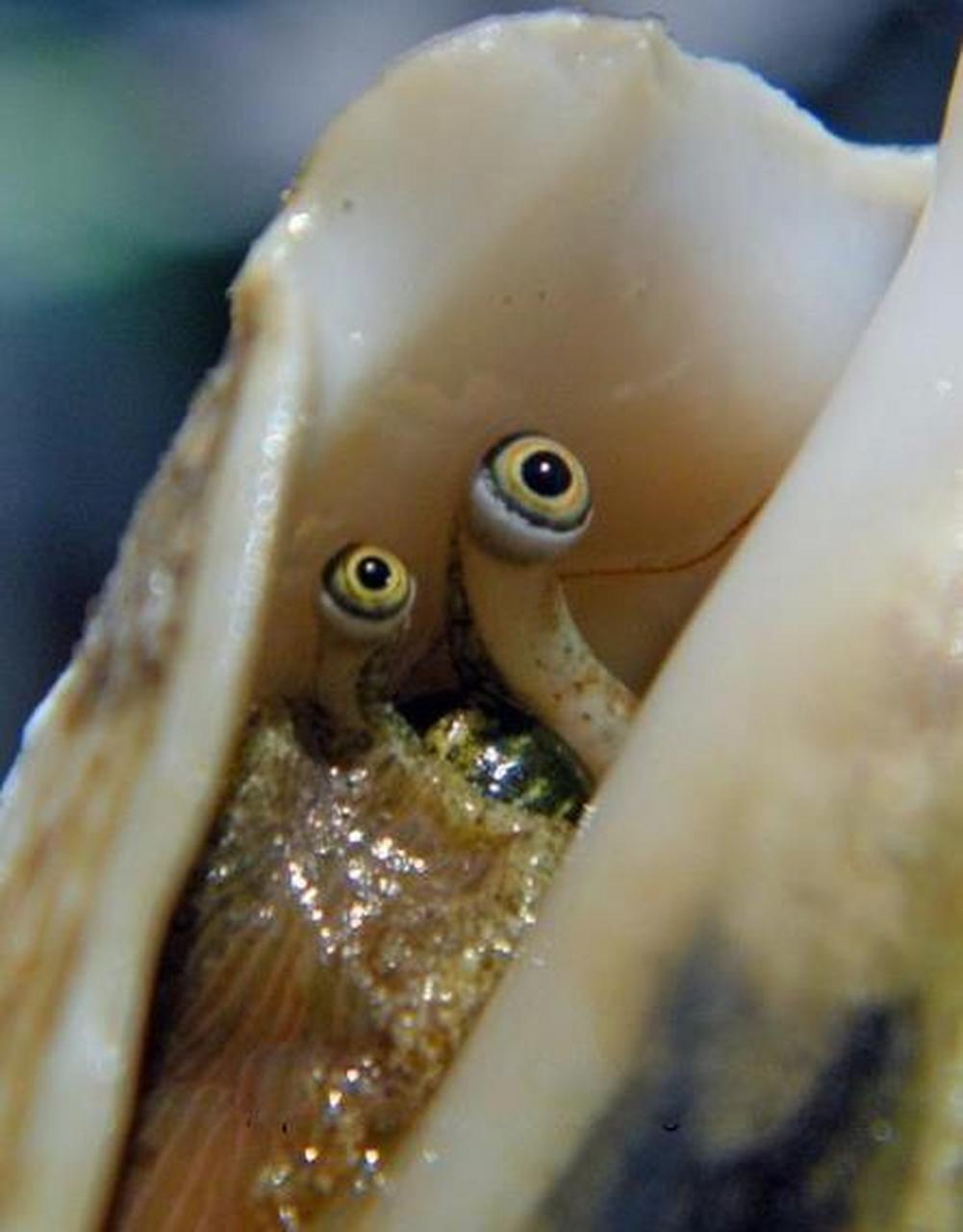 海螺# 这只海螺用眼睛瞪你,该怎办?